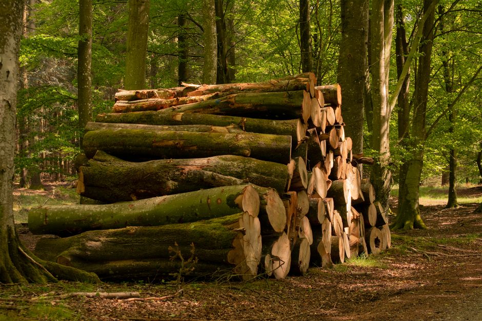 Troncs d'arbres empilés en forêt, matière première d'une table en bois durable